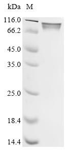 Recombinant African swine fever virus CD2 homolog, partial