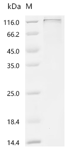Recombinant Human Receptor-type tyrosine-protein phosphatase T (PTPRT), partial