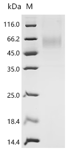 Recombinant Dog Parathyroid hormone/parathyroid hormone-related peptide receptor (PTH1R), partial