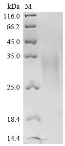 Recombinant Dog Parathyroid hormone/parathyroid hormone-related peptide receptor (Pth1r), partial