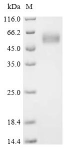 Recombinant Pig NKG2-D type II integral membrane protein (KLRK1), partial