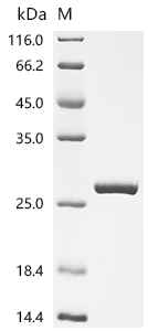 Recombinant Human Glutathione S-transferase A4 (GSTA4)