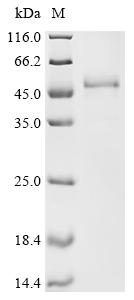 Recombinant Human papillomavirus type 16 Protein E7 (E7)