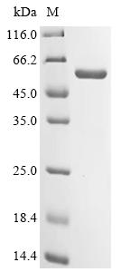 Recombinant Human Glutathione S-transferase A4 (GSTA4)