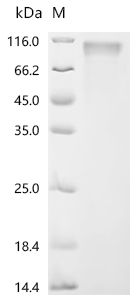 Recombinant Bovine leukemia virus Envelope glycoprotein (env), partial