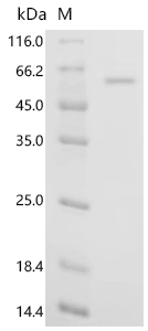 Recombinant Human DDB1-and CUL4-associated factor 16 (DCAF16)