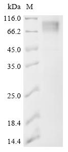 Recombinant Bovine leukemia virus Envelope glycoprotein (env), partial