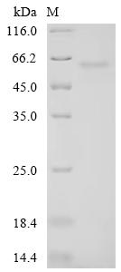Recombinant Human RNA-binding protein PNO1 (PNO1)