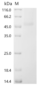 Recombinant Human Adipocyte plasma membrane-associated protein (APMAP), partial
