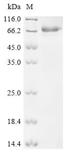 Recombinant Human cytomegalovirus Protein UL141 (UL141), partial