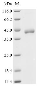 Recombinant Drosophila melanogaster Barrier-to-autointegration factor (baf)