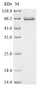 Recombinant Human herpesvirus 1 Triplex capsid protein 2 (TRX2)