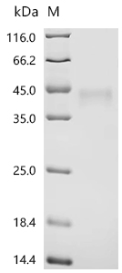 Recombinant Human Transmembrane protein 158 (TMEM158), partial