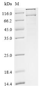Recombinant Bovine Sorting nexin-5 (SNX5)