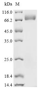 Recombinant Macrovipera lebetina Chymotrypsin-like protease VLCTLP