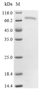 Recombinant Mouse CTP synthase 2 (Ctps2)