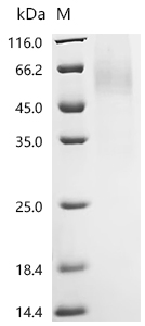 Recombinant Macaca fascicularis Parathyroid hormone/parathyroid hormone-related peptide receptor (PTH1R), partial
