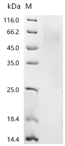 Recombinant Pig Parathyroid hormone/parathyroid hormone-related peptide receptor (PTH1R), partial