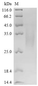 Recombinant Pig Parathyroid hormone/parathyroid hormone-related peptide receptor (PTH1R), partial