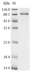 Recombinant Mouse Na (+)/H (+) exchange regulatory cofactor NHE-RF3 (Pdzk1)