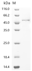 Recombinant Human Hyaluronidase-1 (HYAL1), partial