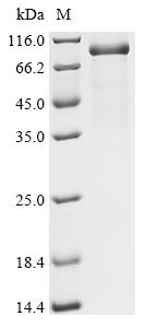 Recombinant Human Complement factor I (CFI)
