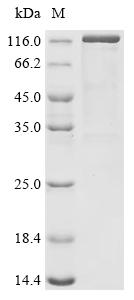 Recombinant Human Receptor-type tyrosine-protein phosphatase T (PTPRT), partial