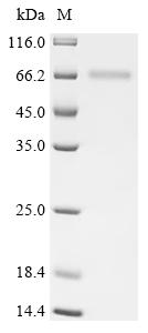 Recombinant Human Protein cereblon (CRBN)