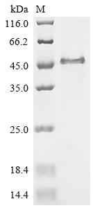 Recombinant Chicken Follistatin (FST)