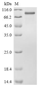 Recombinant Chicken Low-density lipoprotein receptor-related protein 1 (LRP1), partial
