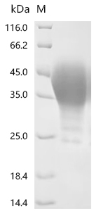 Recombinant Rat Leukemia inhibitory factor (Lif)