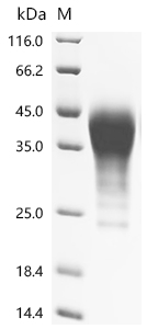 Recombinant Mouse Leukemia inhibitory factor (Lif)