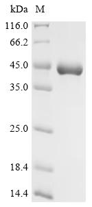 Recombinant Pandinus imperator Phospholipase A2 imperatoxin-1, partial