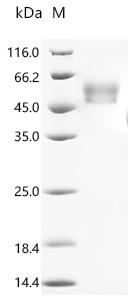 Recombinant Human TGF-beta receptor type-2 (TGFBR2), partial