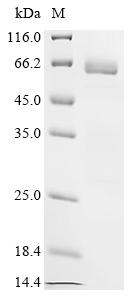 Recombinant Human Neutrophil elastase (ELANE)