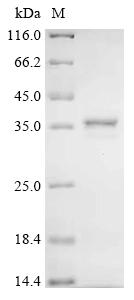 Recombinant Human Humanin-like 8(MTRNR2L8)