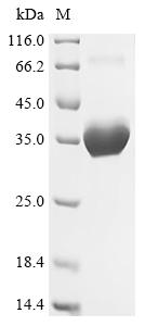 Recombinant Dermatophagoides pteronyssinus Mite allergen Der p 6 (DERP6) (X4S)