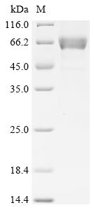 Recombinant Human Transmembrane protein 158 (TMEM158), partial