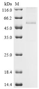 Recombinant Human Multiple epidermal growth factor-like domains protein 6 (MEGF6), partial