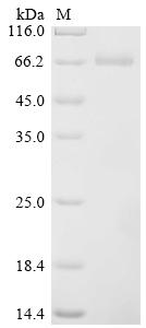 Recombinant Chapare mammarenavirus Pre-glycoprotein polyprotein GP complex (GPC), partial