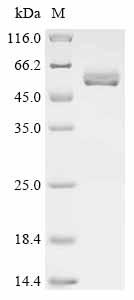 Recombinant Dog Inactive pancreatic lipase-related protein 1 (PNLIPRP1)