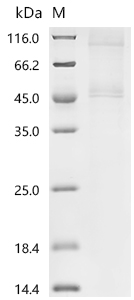 Recombinant Human Eukaryotic initiation factor 4A-I (EIF4A1)
