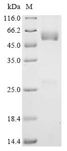Recombinant Human Metal cation symporter ZIP14 (SLC39A14), partial