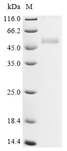 Recombinant Varicella-zoster virus Envelope glycoprotein L (gL)