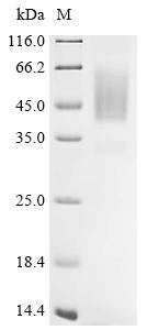Recombinant Varicella-zoster virus Envelope glycoprotein B (gB), partial
