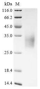 Recombinant Mouse CMRF35-like molecule 6 (Cd300c), partial
