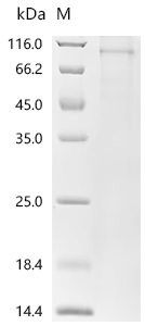 Recombinant Rat norvegicus Serine/threonine-protein kinase Chk1 (Chek1)