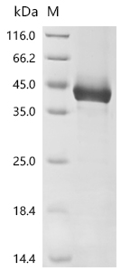 Recombinant Mouse Homeobox protein Nkx-3.2 (Nkx3-2)