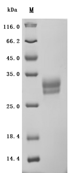 Recombinant Macaca fascicularis TNF superfamily member 15(TNFSF15), partial, Biotinylated (Active)