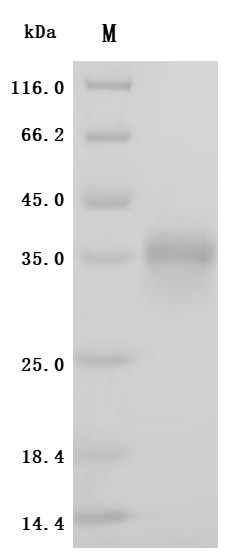 Recombinant Macaca fascicularis Folate receptor alpha(FOLR1), partial (Active)